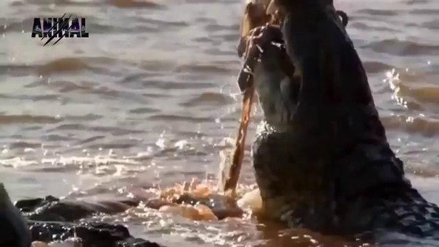 Eagle vs Snake Real Fight - Eagle Attack Snakes ☆ Amazing Animal - YouTube