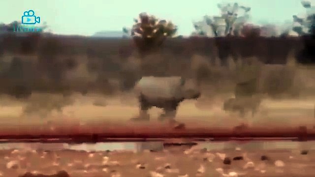 Biggest wild animal fights CRAZIEST Animals Attack Caught Crazy animal attack, funny animal #7