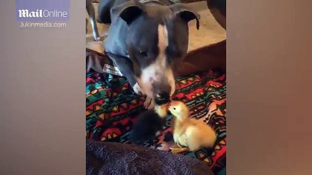 Heatwarming moment pitbull takes on role of mum to pair of ducklings