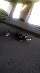 Un homme sauve une canne colvert d'une agression