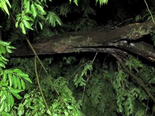 Trees And Power Lines Down