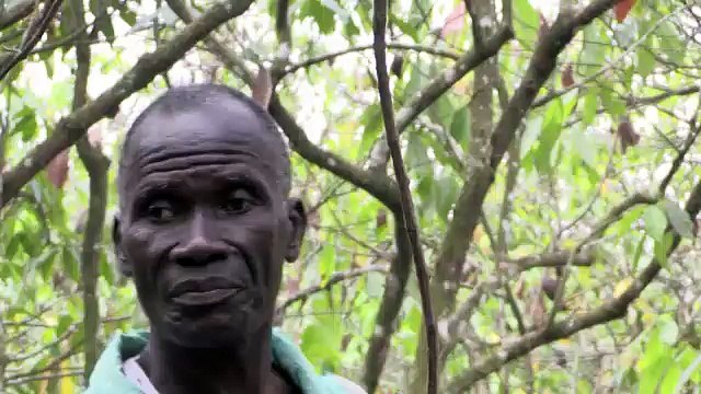 Cacao ivoirien: l'école pour éradiquer le travail des enfants