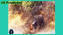 Biggest wild animal fights   CRAZIEST Animals Attack Caught   Crazy animal attack, animal fight #5