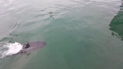 Ce thon gobe une mouette !