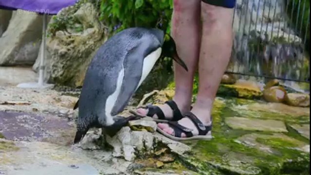 Ce pingouin abandonné doit apprendre à nager