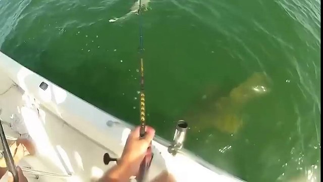 Un mérou géant avale un requin en une bouchée sous les yeux de pecheurs