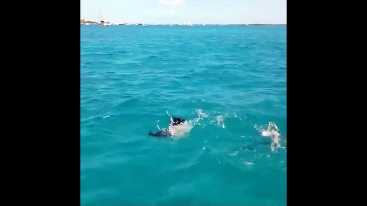 Belle Amitié Improbable Entre Un Chien Et Dauphin