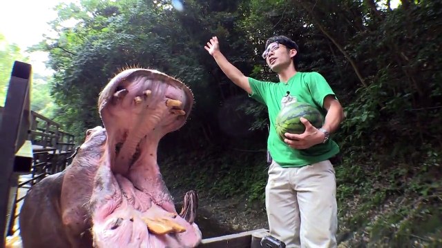 Des Hippopotames réduisent des pastèques en bouillie - Attraction populaire du Zoo de Nagasaki (Japon)!