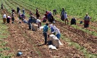 Geçen Yıl Altın Olan Patates Bu Yıl Pul Oldu