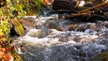 ETIS Destination Brocéliande, lauréat pour le développement durable