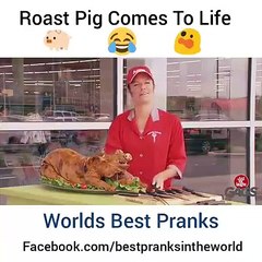 Roast Pig Comes to life