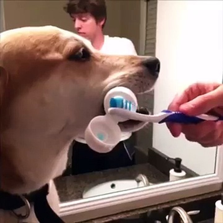 Un chien serviable