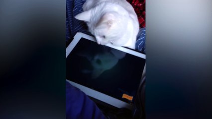 Cat Catches a Fish on an iPad