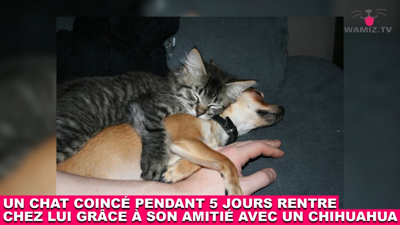 Un chat coincé pendant 5 jours rentre chez lui grâce à son amitié avec un chihuahua ! Tout de suite dans la Minute Chat #202