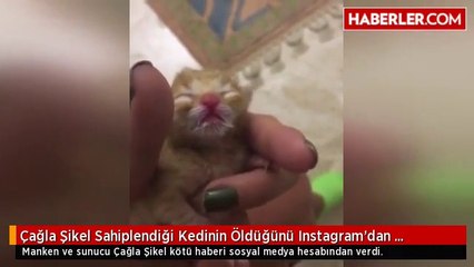Çağla Şikel Sahiplendiği Kedinin Öldüğünü Instagram'dan Duyurdu