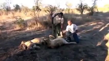 Львица неожиданно напугала мужика чихом! Ржач