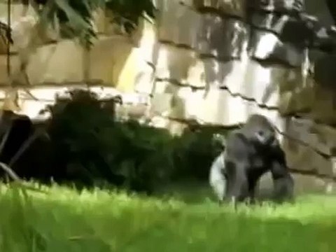 Обезьяне надоел шум!