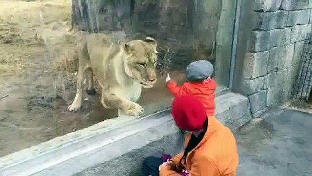 Пацан и лев в зоопарке