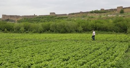 Terörün Ortasında Gizlice Marul Yetiştirdi, Şimdi Nereye Satacağını Düşünüyor