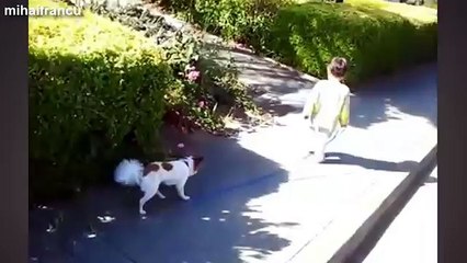 Babies Taking Dogs For A Walk Compilation 2014 [NEW]