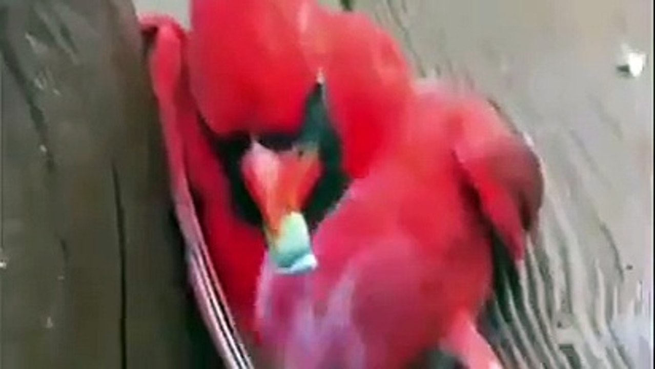 Carl The Cardinal Gets High On Weed-Funny & Entertainment Videos-By Fun and Entertainment Follow US!!!