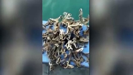 Top 10 Mysterious Creatures