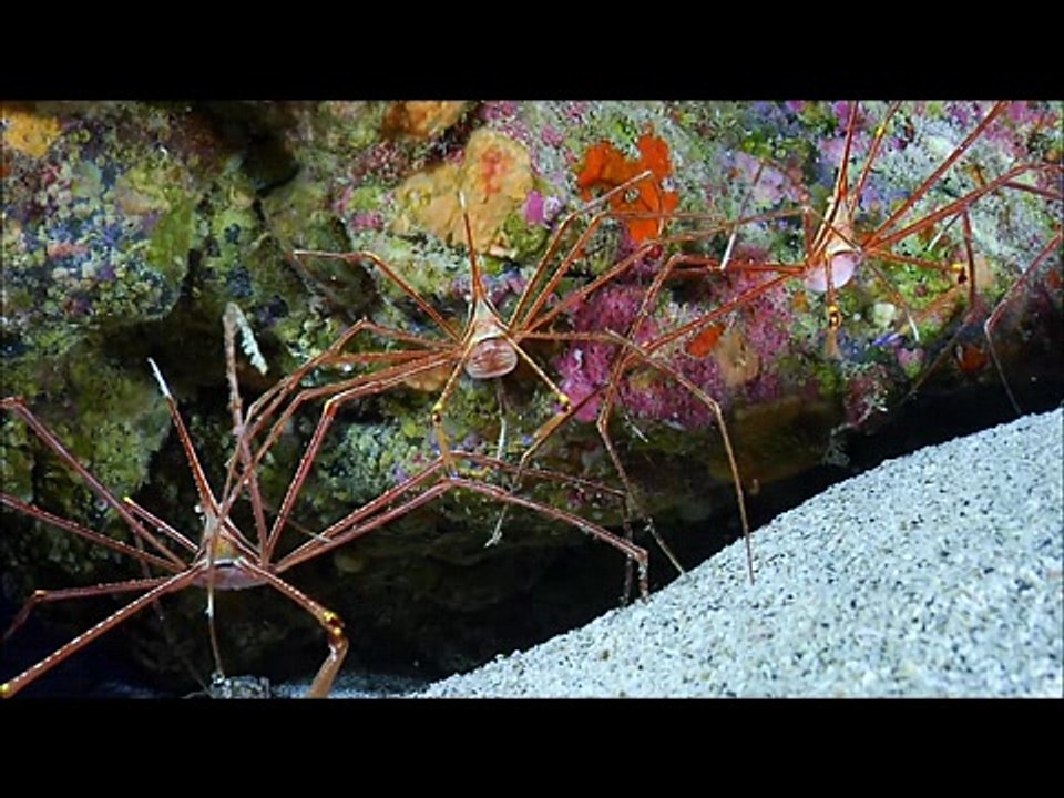 Under the ocean