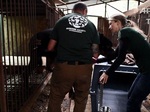 Corée du Sud : le business moribond de la viande de chien