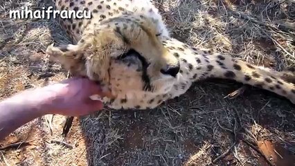 Cheetah Purring - A Cute Big Cat Videos Compilation