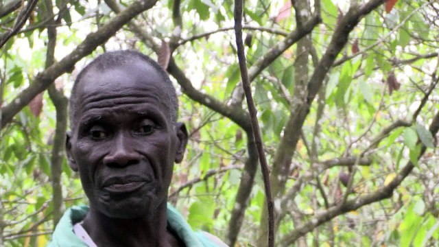 Cacao ivoirien: l'école pour éradiquer le travail des enfants