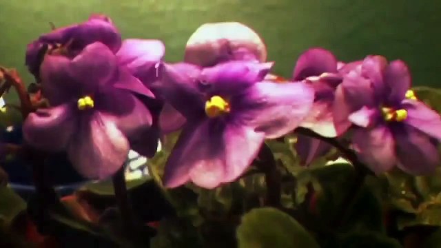 Enseñanza de las Ciencias Naturales #