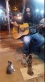 Des chatons écoutent un musicien de rue jouer Joe Dassin haha