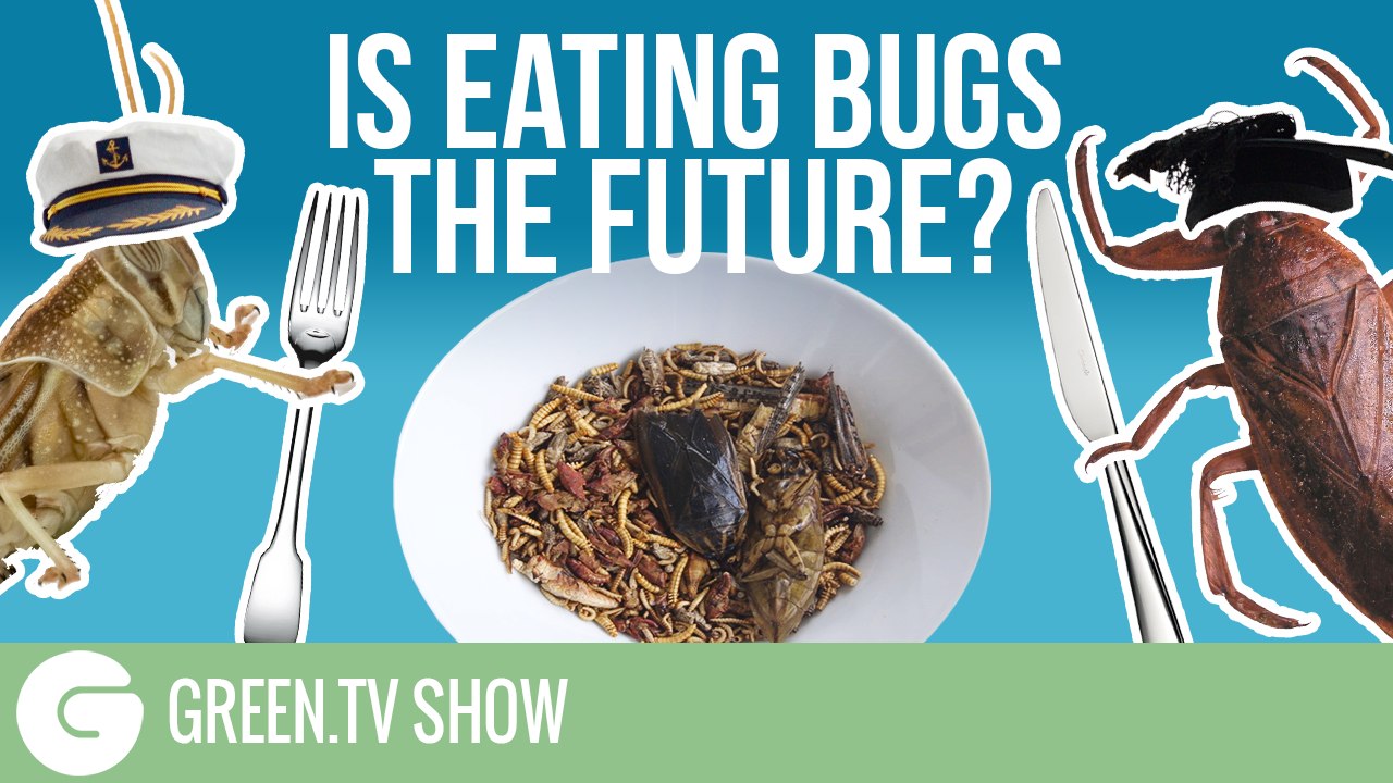 Bug Eating Special | Green.TV show