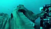 Sous l'eau l'être humain fait moins son malin - Compilation d'attaques d'animaux marins
