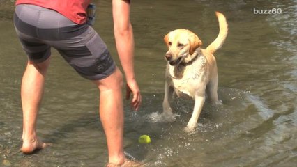 What Your Heart Rate Says About Your Dog!