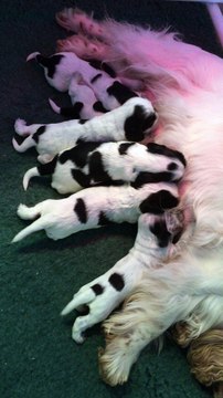 Allaitement chiots cockers anglais de 15 jours