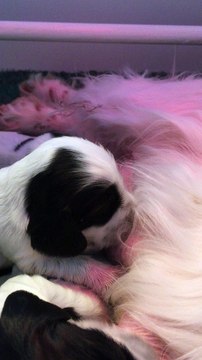 Tétée d'un chiot cocker anglais de 15 jours