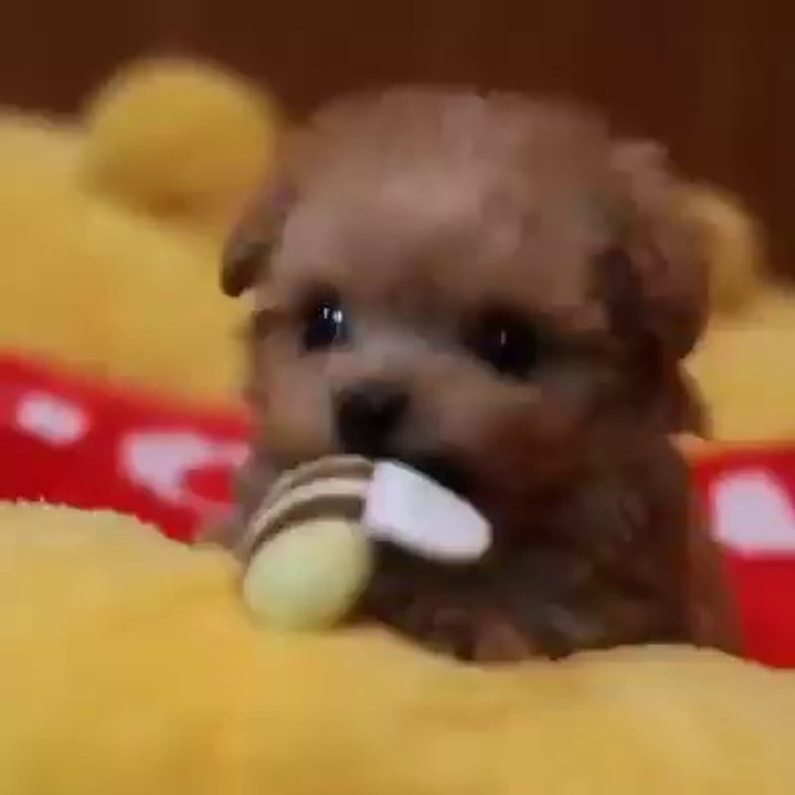 Watch Really Cute Pupy Playing With Toy