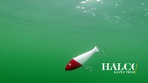 How Lures Swim: Halco Giant Trembler