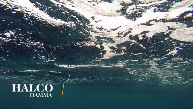 How Lures Swim: Halco Hamma