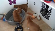 65ème vidéo Les bruitages avec les chiots staffie de STAFFORDLAND