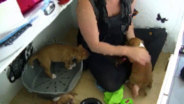 66ème vidéo Le ramonage avec les chiots staffie de STAFFORDLAND