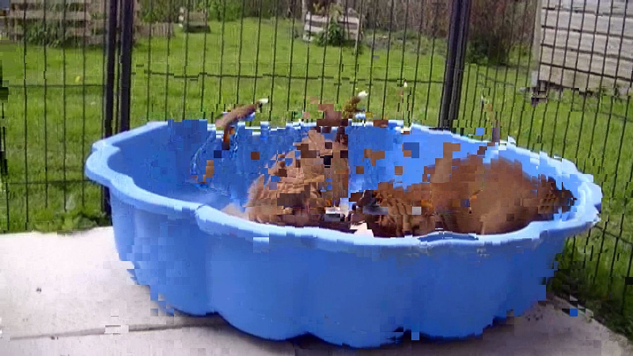 67ème vidéo Les chiots staffie de STAFFORDLAND découvrent l'extérieur