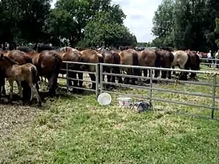 Fête du cheval ardennais à Possesse -51-