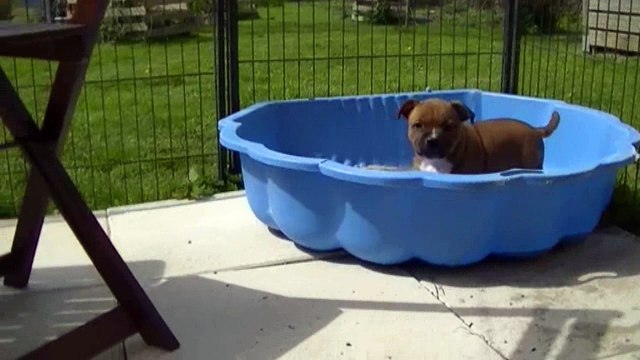 68ème vidéo Les chiots staffie de STAFFORDLAND découvrent l'extérieur