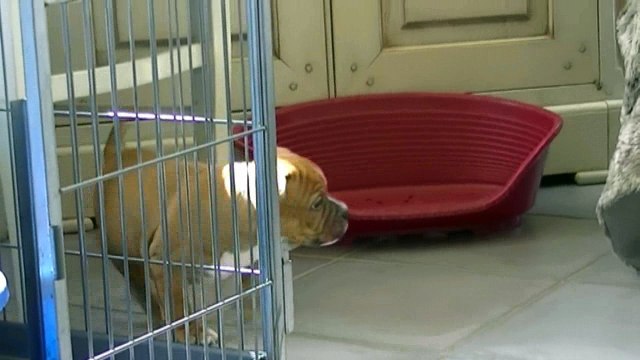 69ème vidéo Les chiots staffie de STAFFORDLAND découvrent l'extérieur