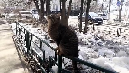 Влюблённый мартовский кот Love the cat Funny cat
