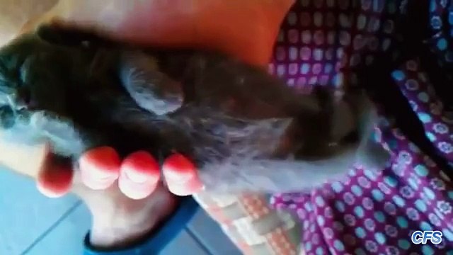 Kittens Sleeping in Hands Compilation CFS