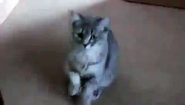 Дайте что нибудь бедному котику Милый кот просит кушать на задних лапках