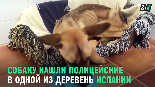 Собаку спасли от голодной смерти